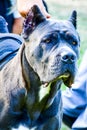 Cane corso italiano